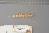 Click for 1 image(s) for this accession. Spike